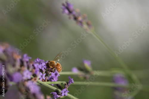 Bee on Lavender 