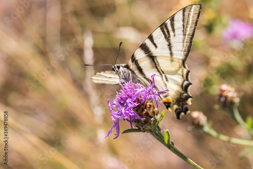 Sail moth (Iphiclides podalirius)