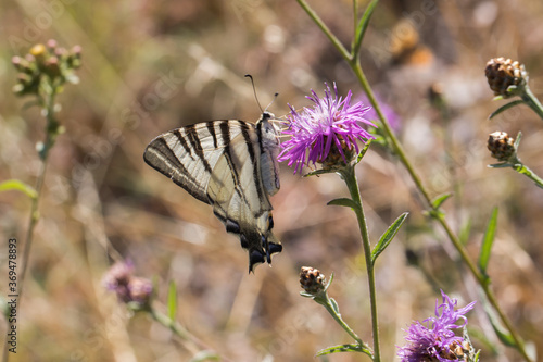 Obraz na płótnie Sail moth (Iphiclides podalirius) w salonie