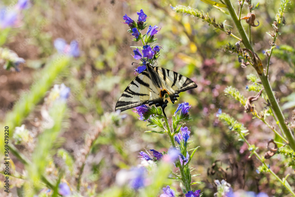 Sail moth (Iphiclides podalirius)