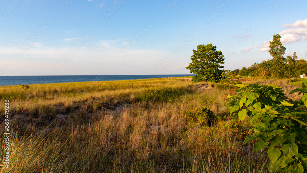 Fototapeta premium field of grass and tree with ocean in the background