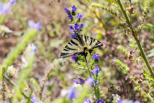 Obraz na płótnie Sail moth (Iphiclides podalirius) w salonie