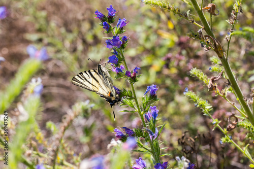 Obraz na płótnie Sail moth (Iphiclides podalirius) w salonie