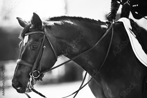 Black-and-white portrait of a beautiful black horse with a bridle on its muzzle, which is held by the reins by a rider in the saddle.