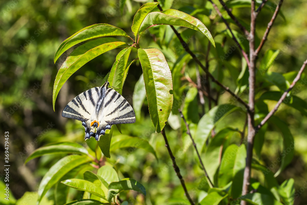 Sail moth (Iphiclides podalirius)