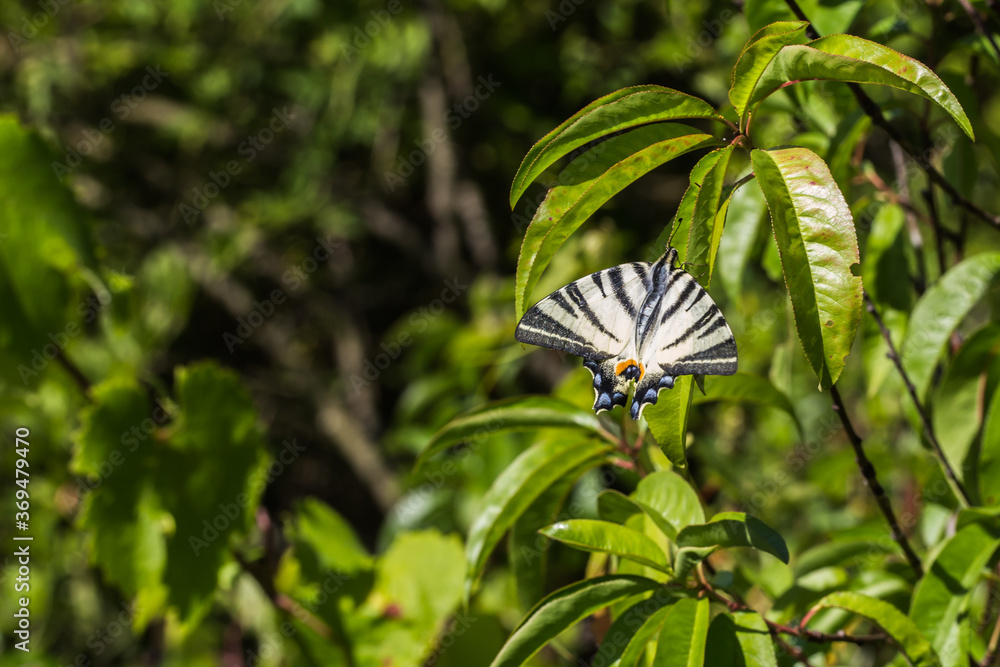 Sail moth (Iphiclides podalirius)