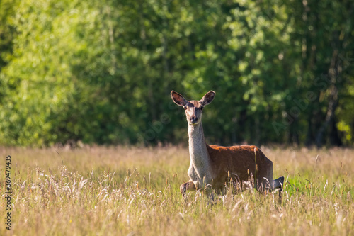 Piękna łania jelenia Cervus elaphus galopuje po polach i łąkach