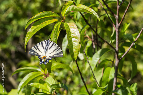 Obraz na płótnie Sail moth (Iphiclides podalirius) w salonie