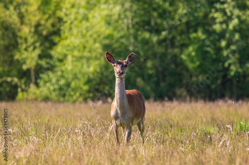 Piękna łania jelenia Cervus elaphus obserwuje fografa przyrody 