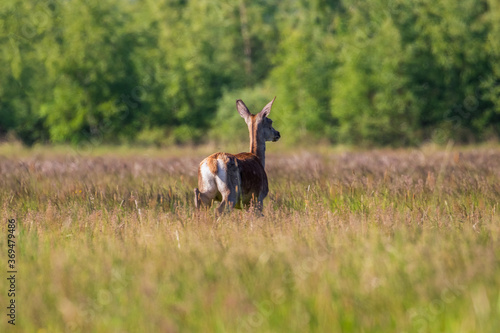 Fototapeta Naklejka Na Ścianę i Meble -  Piękna łania jelenia Cervus elaphus biegnie po kolorowej łące, ostoja zwierzyny, ochrona przyrody w rezerwacie przyrody