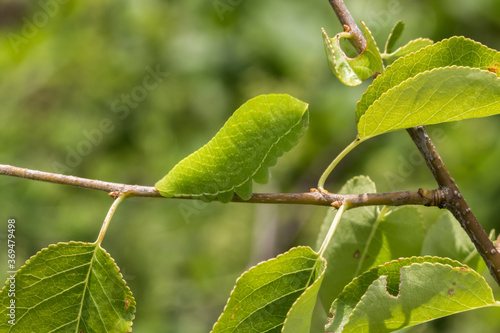 Obraz na płótnie Sail moth-Caterpillar (Iphiclides podalirius) w salonie