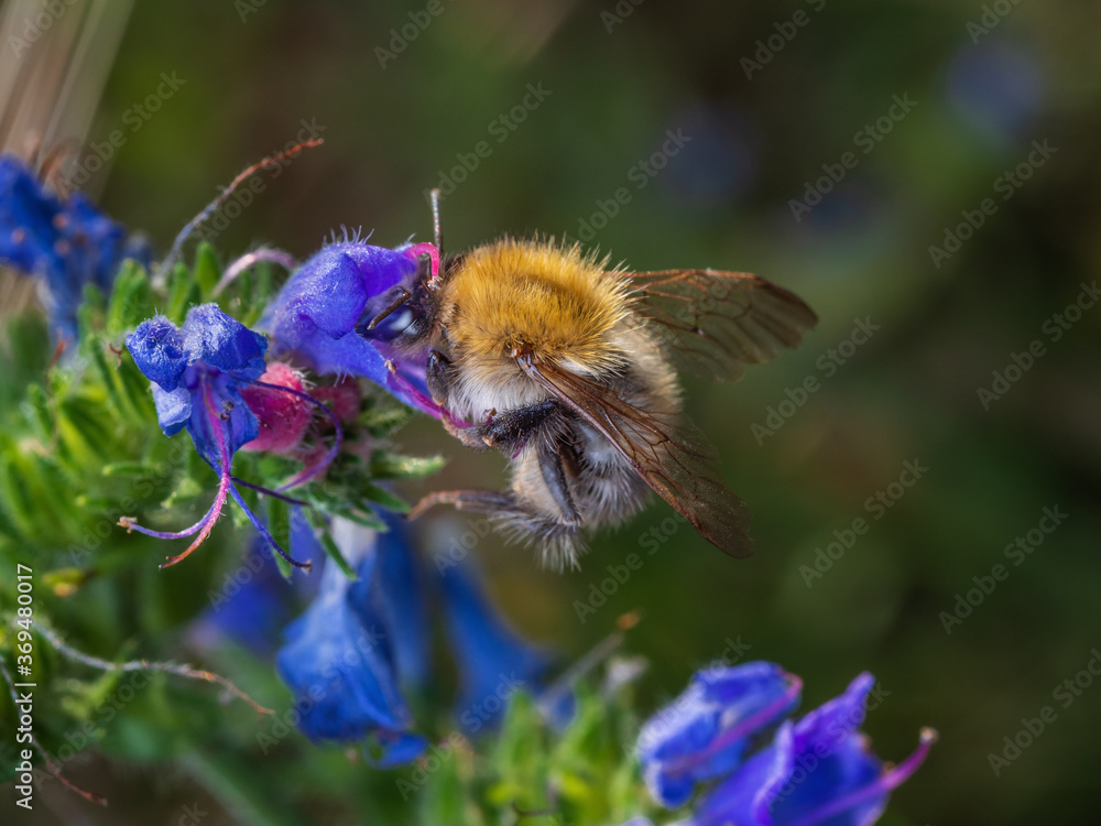Close-up of Western honey bee (Apis mellifera) extracting nectar from blue viper's bugloss flowers (Echium vulgare). Selective focus, blurred background. Close-up of Western honey bee (Apis mellifera) extracting nectar from blue viper's bugloss flowers (Echium vulgare). Selective focus, blurred background.