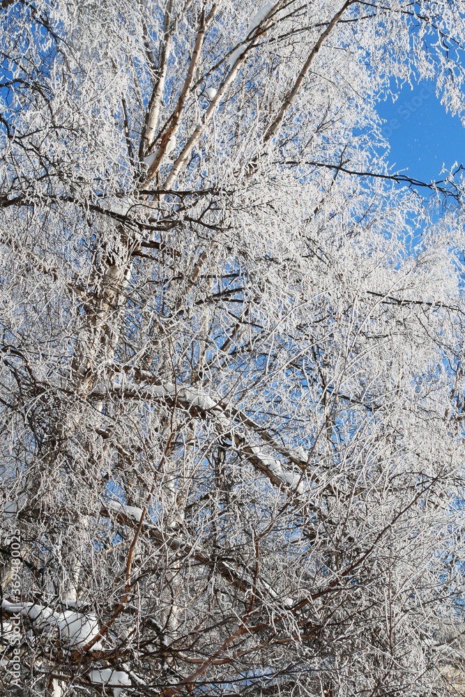 Tree covered with snow in winter