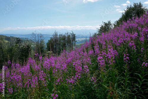 Fototapeta Naklejka Na Ścianę i Meble -  blooming fireweed, willow herb flower on the mountain meadow with Tatra Mountains in the background