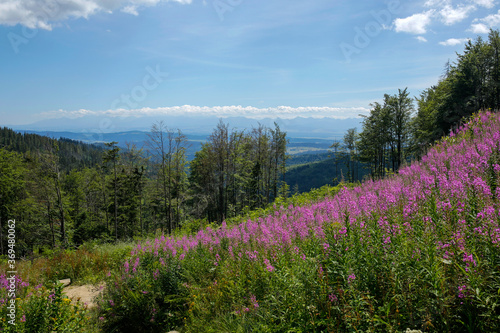 blooming fireweed, willow herb flower on the mountain meadow with Tatra Mountains in the background