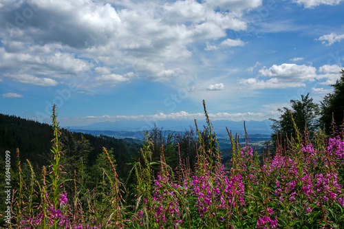 Fototapeta Naklejka Na Ścianę i Meble -  blooming fireweed, willow herb flower on the mountain meadow with Tatra Mountains in the background