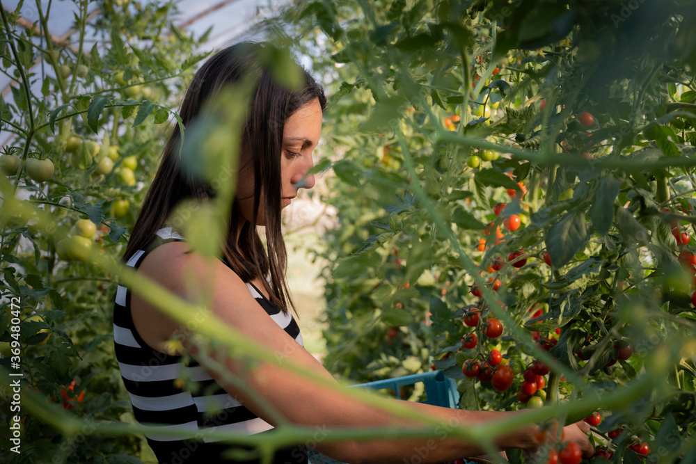 Young woman in a greenhouse picking red tomatoes Young woman in a greenhouse picking red tomatoes
