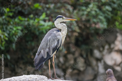 Wallpaper Mural アオサギ Torontodigital.ca