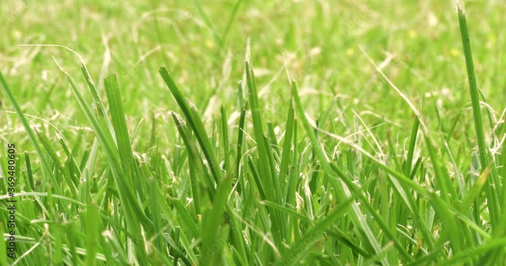 Grass moving gently in breeze on warm summer day Grass moving gently in breeze on warm summer day