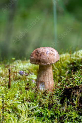 Porcini Mushroom grows in the forest