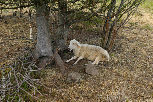 sheep lying under a tree in the mountains