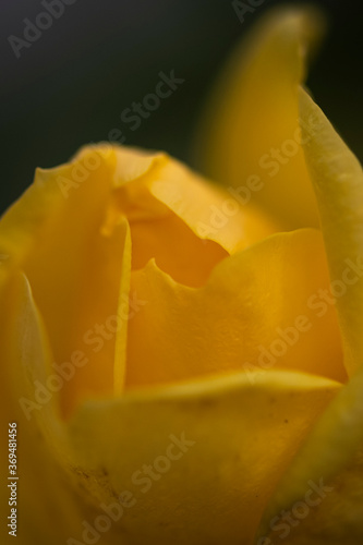 Wallpaper Mural Macro of small yellow rose Torontodigital.ca