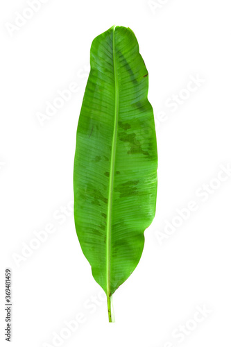 Green banana leaves with unique motifs  isolated on a white background  clipping path included