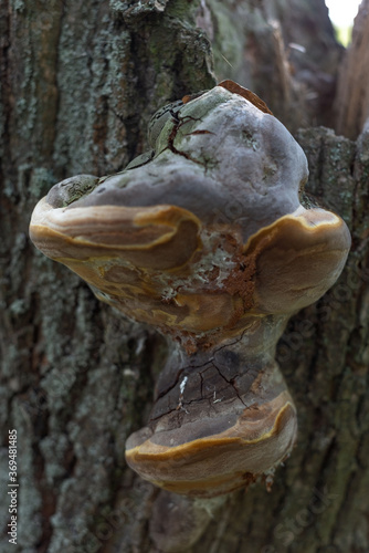 Old forest mushroom close-up. Big mushroom hid under pine needles. Mushroom closeup © Алексей Доненко