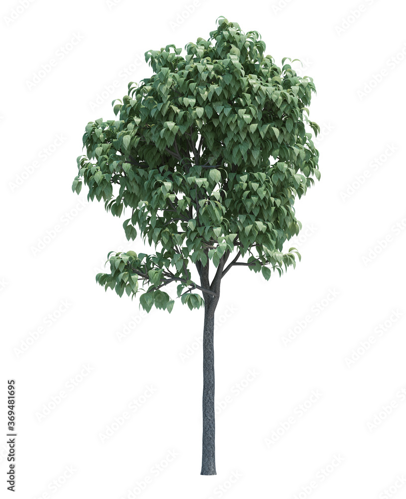 Fototapeta premium Nature object tree isolated white background