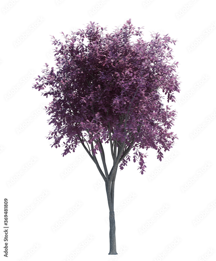 Obraz premium Nature object tree isolated white background