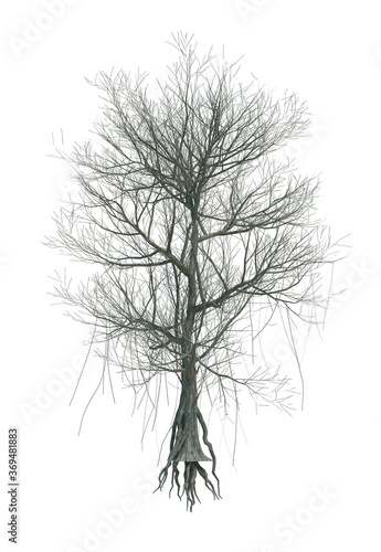 Nature object tree isolated  white  background