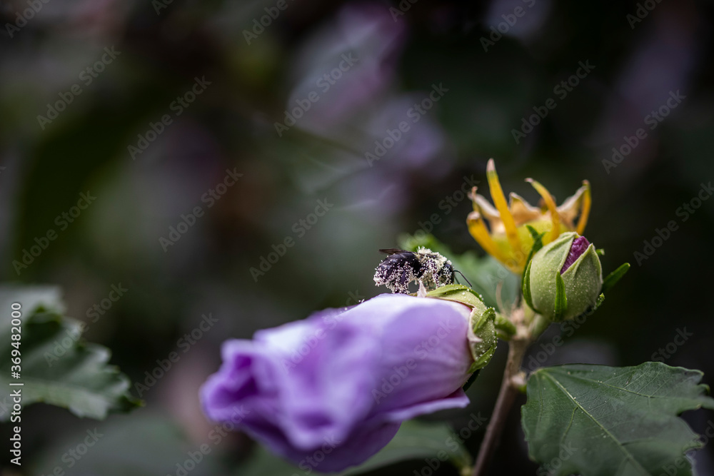 Bee on Rose of Sharon Bee on Rose of Sharon