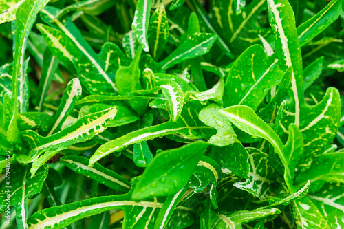 Background of leaves with water drops in the rainy season