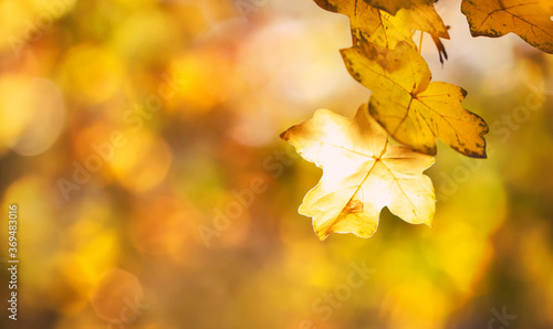 Autumn background with red  orange  yellow leaves and golden sun lights  natural bokeh. Fall nature landscape with copy space  banner