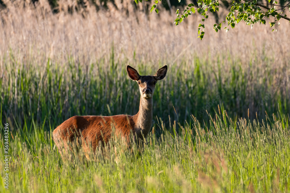 Piękna samica łania jelenia Cervus elaphus pozuje do zdjęcia Piękna samica łania jelenia Cervus elaphus pozuje do zdjęcia
