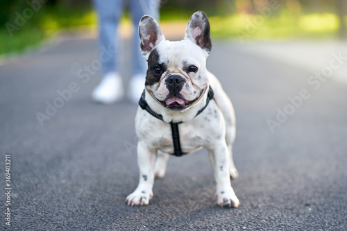 Fototapeta Naklejka Na Ścianę i Meble -  French bulldog posing on ground in park.
