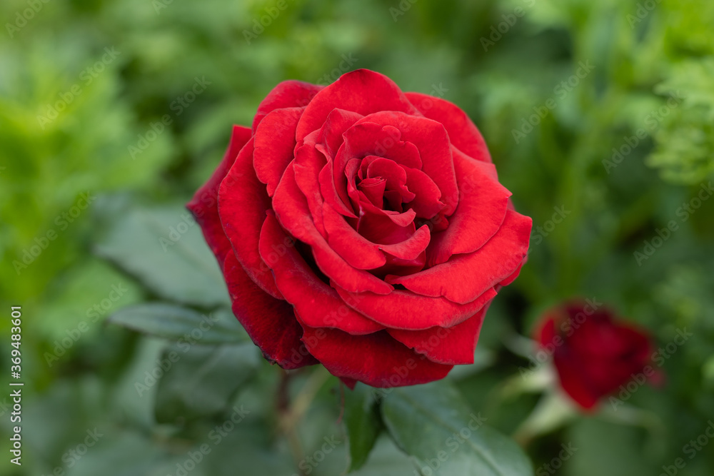 Beautiful red rose in a garden Beautiful red rose in a garden