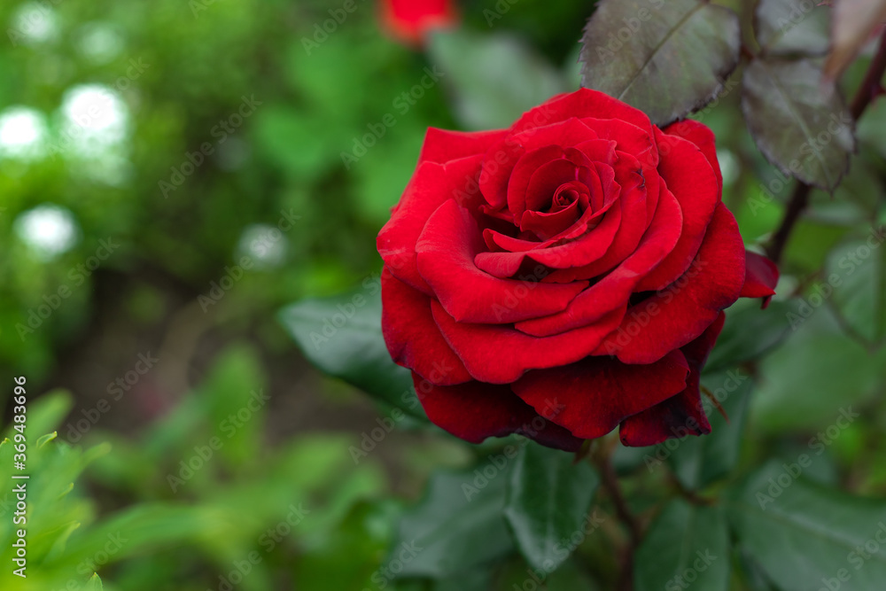 Beautiful red rose in a garden Beautiful red rose in a garden