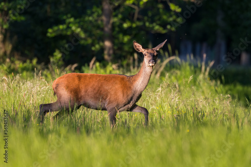 Fototapeta Naklejka Na Ścianę i Meble -  Piękna samica łania jelenia Cervus elaphus pozuje do zdjęcia