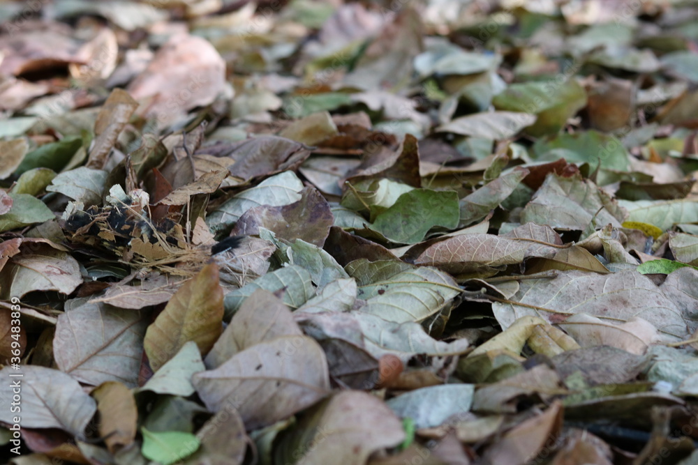 Dry leaves and branches in autumn