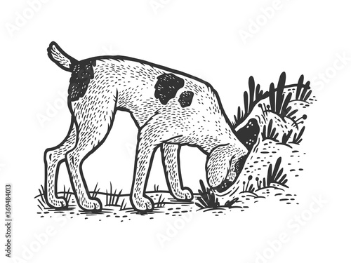 hunting dog looking for a fox in a hole sketch engraving vector illustration. T-shirt apparel print design. Scratch board imitation. Black and white hand drawn image.