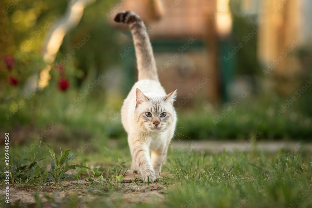 Thai tabby cat walks in the summer garden. The tail is up. Thai tabby cat walks in the summer garden. The tail is up.