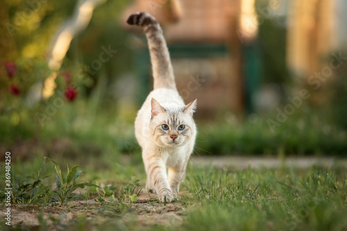 Thai  tabby cat walks in the summer garden. The tail is up.