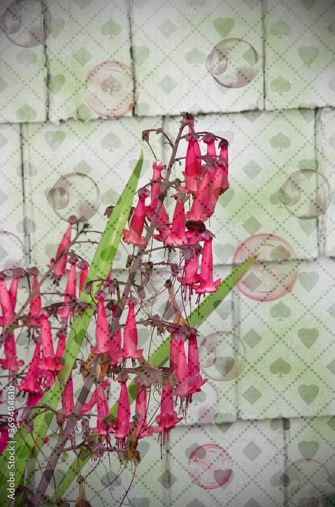Obraz premium This floral digital art is with pink penstemon, or beadstongue flowers with many layers of texture and bubbles for a unique digital art that's upbeat and happy.