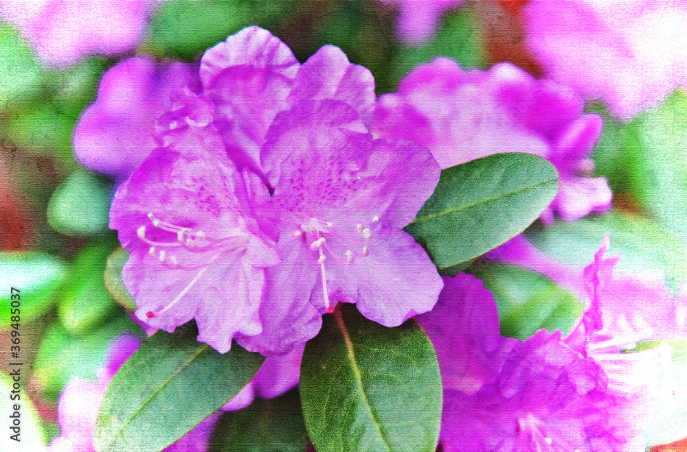 Purple azalea flower closeup in digital art for a more abstract type feel, full of texture and color.