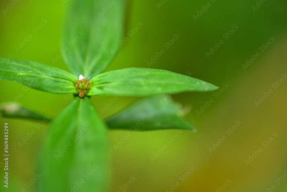 Closeup nature view leaf on blurred greenery background in garden with copy space for text using as background natural green plants landscape
