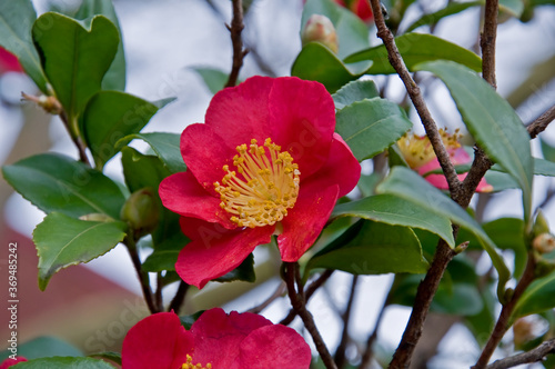 Sungle petaled red Camellia flower growing on the bush, blooming in very early spring. Center of the flower is yellow and wide open.
