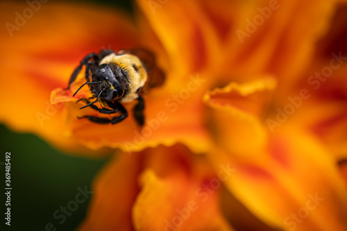 Bee on Orange Lilly flower
