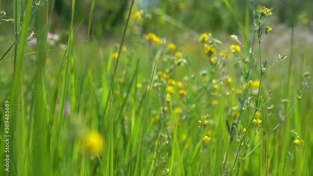 The camera makes its way through grass and wildflowers, natural video shooting with background blurring The camera makes its way through grass and wildflowers, natural video shooting with background blurring