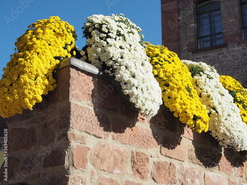 Kreisstadt Lahr im Schwarzwald - Chrysanthema photo